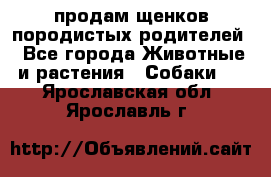 продам щенков породистых родителей - Все города Животные и растения » Собаки   . Ярославская обл.,Ярославль г.